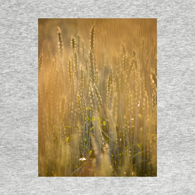 Common Wheat by ansaharju